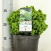 Kogelspar (Picea Glauca 'Alberta Globe') -Goedkope Tuin Sprankel Winkel picea glauca alberta globe zomer c3 m
