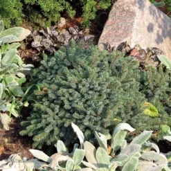 Dwergspar (Picea Glauca 'Echiniformis') -Goedkope Tuin Sprankel Winkel picea glauca echiniformis