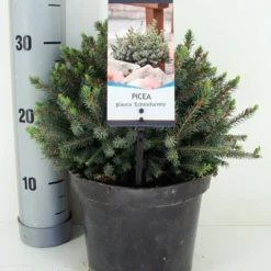 Dwergspar (Picea Glauca 'Echiniformis') -Goedkope Tuin Sprankel Winkel picea glauca echiniformis zomer c3 m