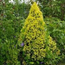 Witte Alberta Spar (Picea Glauca 'J.W. Daisy's White') -Goedkope Tuin Sprankel Winkel picea glauca j.w. daisy s white