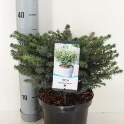 Servische Spar (Picea Omorika 'Karel') -Goedkope Tuin Sprankel Winkel picea omorika karel winter c3 m