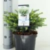 Servische Spar (Picea Omorika 'Karel') -Goedkope Tuin Sprankel Winkel picea omorika karel zomer c3 m