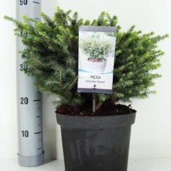 Servische Spar (Picea Omorika 'Karel') -Goedkope Tuin Sprankel Winkel picea omorika karel zomer c5 m