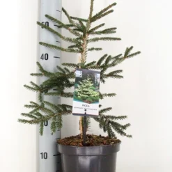 Kaukasische Spar (Picea Orientalis 'Aureospicata') -Goedkope Tuin Sprankel Winkel picea orientalis aureospicata winter c3 m