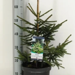 Kaukasische Spar (Picea Orientalis 'Aureospicata') -Goedkope Tuin Sprankel Winkel picea orientalis aureospicata winter c5 m