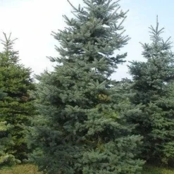 Blauwspar (Picea Pungens 'Glauca') -Goedkope Tuin Sprankel Winkel picea p glauca 300 350 1