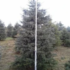 Blauwspar (Picea Pungens 'Glauca') -Goedkope Tuin Sprankel Winkel picea p glauca 350