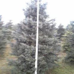 Blauwspar (Picea Pungens 'Glauca') -Goedkope Tuin Sprankel Winkel picea p glauca 350 1