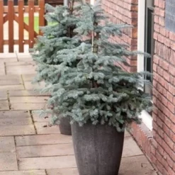 Noorse Blauwspar (Picea Pungens 'Erich Frahm') -Goedkope Tuin Sprankel Winkel picea pungens erich frahm