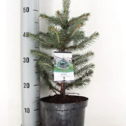 Blauwspar (Picea Pungens 'Glauca') -Goedkope Tuin Sprankel Winkel picea pungens glauca c3 m