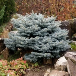 Colorado Spar (Picea Pungens 'Glauca Globosa') 14 Colorado Spar (Picea Pungens 'Glauca Globosa') -Goedkope Tuin Sprankel Winkel picea pungens glauca globosa