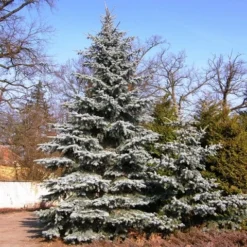 Spar (Picea Pungens 'Hoopsii') -Goedkope Tuin Sprankel Winkel picea pungens hoopsii