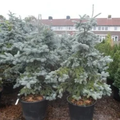 Spar (Picea Pungens 'Hoopsii') -Goedkope Tuin Sprankel Winkel picea pungens hoopsii 125 150 175 200 aanlegkwaliteit