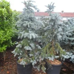 Spar (Picea Pungens 'Hoopsii') -Goedkope Tuin Sprankel Winkel picea pungens hoopsii 125 150 175 200 aanlegkwaliteit 1