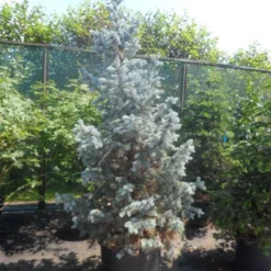 Spar (Picea Pungens 'Hoopsii') -Goedkope Tuin Sprankel Winkel picea pungens hoopsii 175 200 250