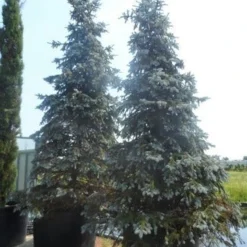 Spar (Picea Pungens 'Hoopsii') -Goedkope Tuin Sprankel Winkel picea pungens hoopsii 400 500 600 c1000