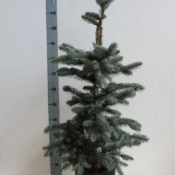 Spar (Picea Pungens 'Hoopsii') -Goedkope Tuin Sprankel Winkel picea pungens hoopsii 60 80 cm co. 7.5l kopie kopie