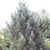 Alpenden (Pinus Cembra 'Glauca') -Goedkope Tuin Sprankel Winkel picglauc 6