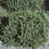 Dwergspar (Picea Glauca 'Echiniformis') -Goedkope Tuin Sprankel Winkel pigechin 1