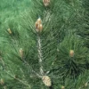 Den (Pinus Leucodermis) -Goedkope Tuin Sprankel Winkel pileucod 8