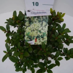 Dwergrhododendron (Rhododendron 'Princess- Anne') -Goedkope Tuin Sprankel Winkel pincess ann c2 boven