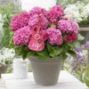 Hortensia Pink Pop (Hydrangea 'Music Collection') -Goedkope Tuin Sprankel Winkel pink pop 2