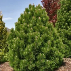 Bosnische Den (Pinus Heldreichii 'Compact Gem') -Goedkope Tuin Sprankel Winkel pinus heldreichii compact gem