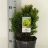 Bosnische Den (Pinus Heldreichii 'Compact Gem') -Goedkope Tuin Sprankel Winkel pinus heldreichii compact gem c3 m
