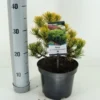 Dwerg Bergden (Pinus Mugo 'Wintergold') -Goedkope Tuin Sprankel Winkel pinus mugo carstens wintergold c3 m