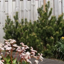 Dwerg Bergden (Pinus Mugo 'Mops') -Goedkope Tuin Sprankel Winkel pinus mugo mughus