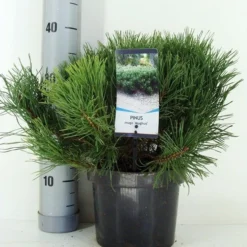 Bergden (Pinus Mugo Mughus) -Goedkope Tuin Sprankel Winkel pinus mugo mughus c3 m