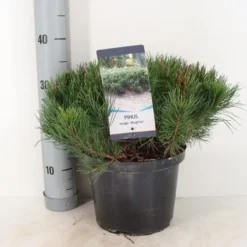 Bergden (Pinus Mugo Mughus) -Goedkope Tuin Sprankel Winkel pinus mugo mughus c5 m