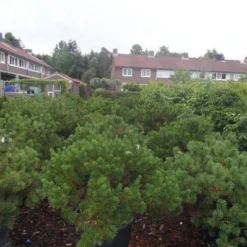 Bergden (Pinus Mugo Mughus) -Goedkope Tuin Sprankel Winkel pinus mugo mughus diameter 100 125 150 c130