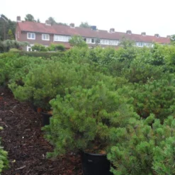 Bergden (Pinus Mugo Mughus) -Goedkope Tuin Sprankel Winkel pinus mugo mughus diameter 100 125 150 c130 2