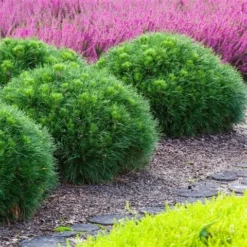 Dwerg Bergden (Pinus Mugo 'Varella') -Goedkope Tuin Sprankel Winkel pinus mugo varella