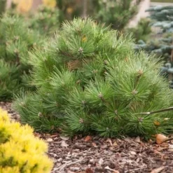 Oostenrijkse Den (Pinus Nigra 'Nana') -Goedkope Tuin Sprankel Winkel pinus nigra nana