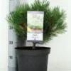 Oostenrijkse Den (Pinus Nigra 'Nana') -Goedkope Tuin Sprankel Winkel pinus nigra nana c5 m