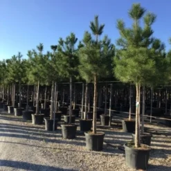 Oostenrijkse Den Als Boom (Pinus Nigra Nigra) -Goedkope Tuin Sprankel Winkel pinus nigra nigra 16 18cm