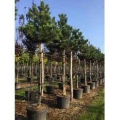 Oostenrijkse Den Als Boom (Pinus Nigra Nigra) -Goedkope Tuin Sprankel Winkel pinus nigra nigra 18 20