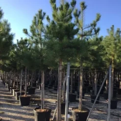 Oostenrijkse Den Als Boom (Pinus Nigra Nigra) -Goedkope Tuin Sprankel Winkel pinus nigra nigra 18 20 1