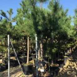 Oostenrijkse Den Als Boom (Pinus Nigra Nigra) -Goedkope Tuin Sprankel Winkel pinus nigra nigra 1820