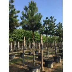 Oostenrijkse Den Als Boom (Pinus Nigra Nigra) -Goedkope Tuin Sprankel Winkel pinus nigra nigra 20 25