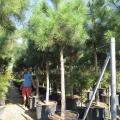 Oostenrijkse Den Als Boom (Pinus Nigra Nigra) -Goedkope Tuin Sprankel Winkel pinus nigra nigra 20 25 2