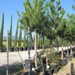 Oostenrijkse Den Als Boom (Pinus Nigra Nigra) -Goedkope Tuin Sprankel Winkel pinus nigra nigra 20 25 3