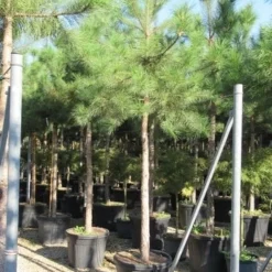 Oostenrijkse Den Als Boom (Pinus Nigra Nigra) -Goedkope Tuin Sprankel Winkel pinus nigra nigra 20 25 4