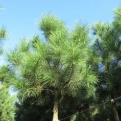 Oostenrijkse Den Als Boom (Pinus Nigra Nigra) -Goedkope Tuin Sprankel Winkel pinus nigra nigra 2