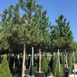 Oostenrijkse Den Als Boom (Pinus Nigra Nigra) -Goedkope Tuin Sprankel Winkel pinus nigra nigra 30 35