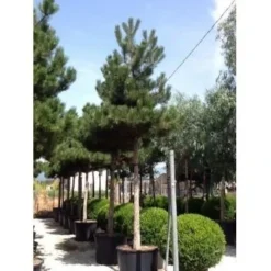 Oostenrijkse Den Als Boom (Pinus Nigra Nigra) -Goedkope Tuin Sprankel Winkel pinus nigra nigra 30 35 1