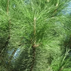 Oostenrijkse Den Als Boom (Pinus Nigra Nigra) -Goedkope Tuin Sprankel Winkel pinus nigra nigra 3