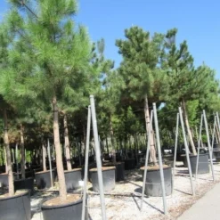 Oostenrijkse Den Als Boom (Pinus Nigra Nigra) -Goedkope Tuin Sprankel Winkel pinus nigra nigra 4